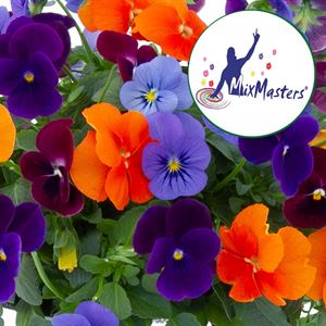 Afbeelding van Viola P12 Trio Warsaw